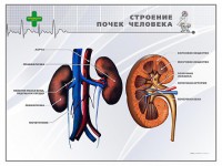 Стенд "Строение почки человека" - fgospostavki.ru - Самара