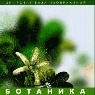 Ботаника. (Цифровая база изображений) - fgospostavki.ru - Самара