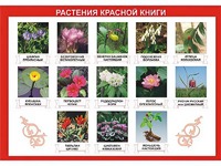Таблица демонстрационная "Растения Красной книги" (винил 100*140) - fgospostavki.ru - Самара