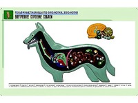 Рельефная таблица "Внутреннее строение собаки" (формат А1, матовое ламинирование) - fgospostavki.ru - Самара