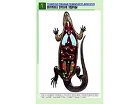 Рельефная таблица "Внутреннее строение ящерицы" (формат А1, матовое ламинирование) - fgospostavki.ru - Самара