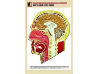 Рельефная таблица "Сагиттальный разрез головы" (формат А1, матовое ламинирование) - fgospostavki.ru - Самара