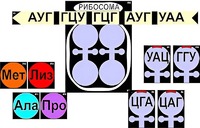 Модель-аппликация "Биосинтез белка" (ламинированная) - fgospostavki.ru - Самара