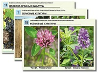 Гербарий фотографический "Сельскохозяйственные растения России" - fgospostavki.ru - Самара