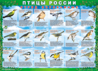 Комплект таблиц "Птицы России (4 листа)" (100х140 сантиметров, винил) - fgospostavki.ru - Самара