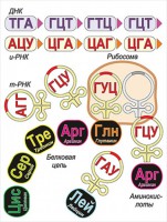 Модель-аппликация Биосинтез белка - fgospostavki.ru - Самара