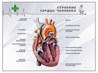 Стенд "Строение сердца человека" - fgospostavki.ru - Самара