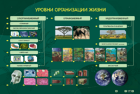 Электрифицированный стенд "Уровни организации жизни" - fgospostavki.ru - Самара