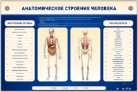 Электрифицированный стенд-тренажер c макетом скелета "Анатомическое строение человека" - fgospostavki.ru - Самара