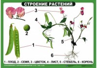 Комплект таблиц "Ознакомление с окружающим миром 1-4 класс" - fgospostavki.ru - Самара