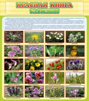 Стенд "Красная книга - растения" - fgospostavki.ru - Самара