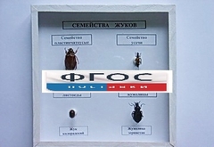 Коллекция "Семейство жуков" - fgospostavki.ru - Самара