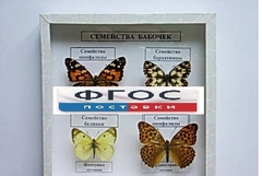 Коллекция "Семейство бабочек" - fgospostavki.ru - Самара