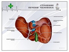 Стенд "Строение печени человека" - fgospostavki.ru - Самара