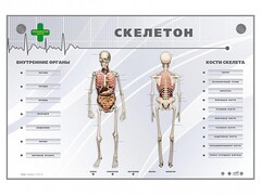 Электрифицированный стенд-тренажер "Скелетон" - fgospostavki.ru - Самара