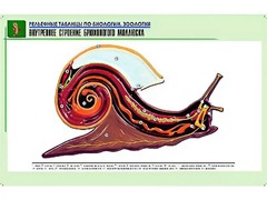 Рельефная таблица "Внутреннее строение брюхоногого моллюска" (формат А1, матовое ламинирование) - fgospostavki.ru - Самара