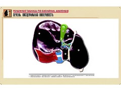 Рельефная таблица "Печень. Висцеральная поверхность" (формат А1, матовое ламинирование) - fgospostavki.ru - Самара