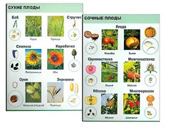 Коллекция "Семена и плоды" - fgospostavki.ru - Самара