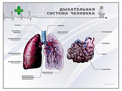 Стенд "Дыхательная система человека" - fgospostavki.ru - Самара