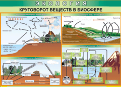Таблица "Круговорот веществ в биосфере" (100х140 сантиметров, винил) - fgospostavki.ru - Самара