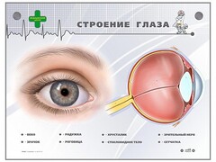 Интерактивный стенд "Строение глаза" - fgospostavki.ru - Самара