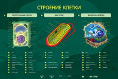 Электрифицированный стенд "Строение клетки" с маркерными полями - fgospostavki.ru - Самара