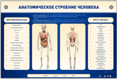 Электрифицированный стенд-тренажер c макетом скелета "Анатомическое строение человека" - fgospostavki.ru - Самара