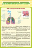 Стенд "Дыхательная система" - fgospostavki.ru - Самара
