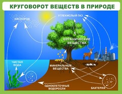 Стенд "Круговорот веществ" - fgospostavki.ru - Самара