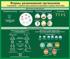 Стенд "Формы размножения организмов" - fgospostavki.ru - Самара