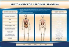 Электрифицированный стенд-тренажер c макетом скелета "Анатомическое строение человека" - fgospostavki.ru - Самара