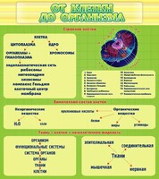 Стенд "От клетки до организма" - fgospostavki.ru - Самара