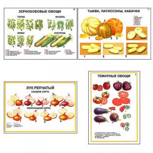 Плакаты ПРОФТЕХ "Ассортимент овощных культур" (12 пл, винил, 70х100) - fgospostavki.ru - Самара