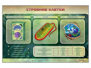 Электрифицированный стенд "Строение клетки" с маркерными полями - fgospostavki.ru - Самара