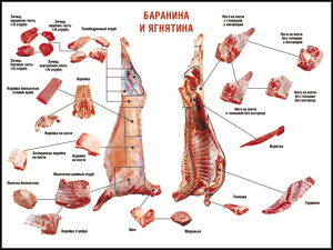 Таблица "Правила разделки мясных туш. Баранина и ягнятина" (100х140 сантиметров, винил) - fgospostavki.ru - Самара
