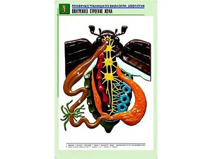 Рельефная таблица "Внутреннее строение жука" (формат А1, матовое ламинирование) - fgospostavki.ru - Самара