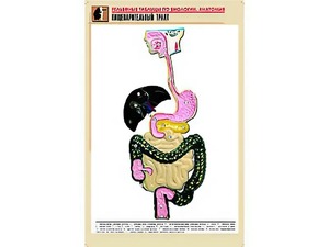 Рельефная таблица "Пищеварительный тракт" (формат А1, матовое ламинирование) - fgospostavki.ru - Самара