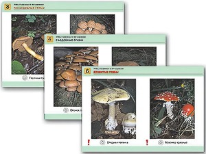 Комплект таблиц раздаточных "Грибы съедобные и несъедобные" (цветные, ламинированные, А4, 8 штук) - fgospostavki.ru - Самара