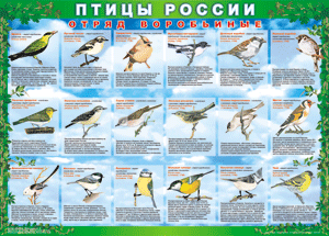 Комплект таблиц "Птицы России (4 листа)" (100х140 сантиметров, винил) - fgospostavki.ru - Самара