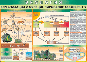 Таблица "Организация и функционирование сообществ" (100х140 сантиметров, винил) - fgospostavki.ru - Самара