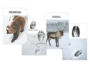 Комплект дидактических карточек "Следы на снегу" - fgospostavki.ru - Самара