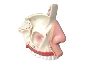 Модель носа в разрезе - fgospostavki.ru - Самара