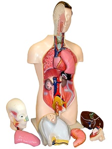 Торс человека разборный (42 см.) - fgospostavki.ru - Самара