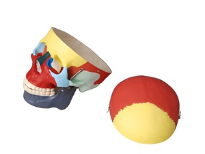 Модель "Череп человека с раскрашенными костями" - fgospostavki.ru - Самара