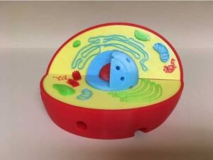 Модель растительной клетки - fgospostavki.ru - Самара