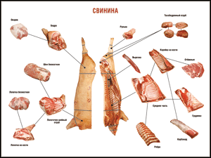 Таблица "Правила разделки мясных туш. Свинина" (100х140 сантиметров. винил) - fgospostavki.ru - Самара