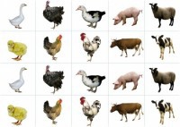 Комплект карточек "Запоминай, играй, считай" - Домашние животные - fgospostavki.ru - Самара