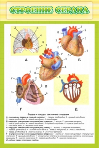 Стенд "Строение сердца" - fgospostavki.ru - Самара