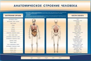 Электрифицированный стенд-тренажер c макетом скелета "Анатомическое строение человека" - fgospostavki.ru - Самара