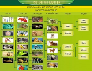 Стенд "Систематика животных" - fgospostavki.ru - Самара